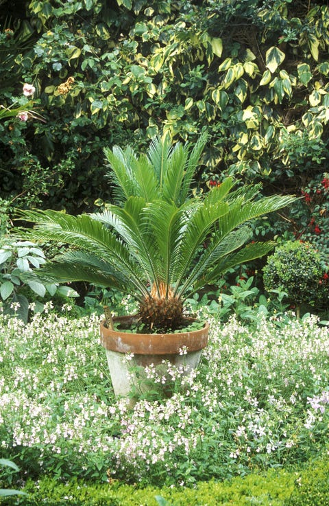 sago palm