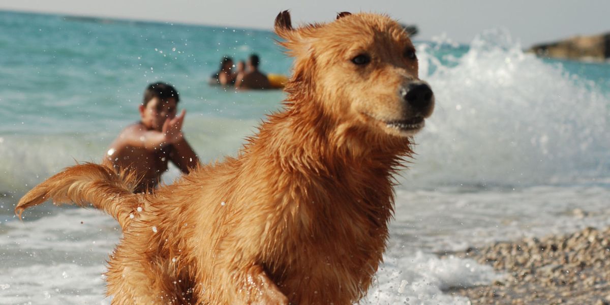 30 Dangers To Your Pets In Summer Pet Safety Tips For Summer