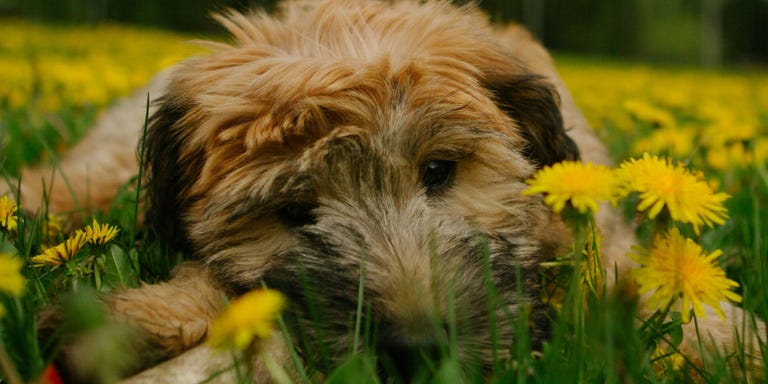 Low Maintenance Dog Breeds In India Low Maintenance Dog Breeds In India