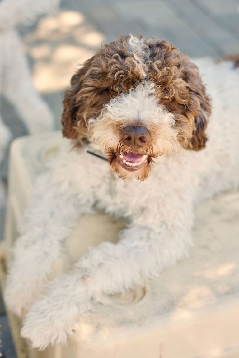 20 dogs that don't shed much - hypoallergenic dog breeds