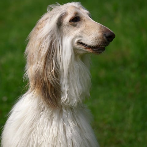 afghan hound