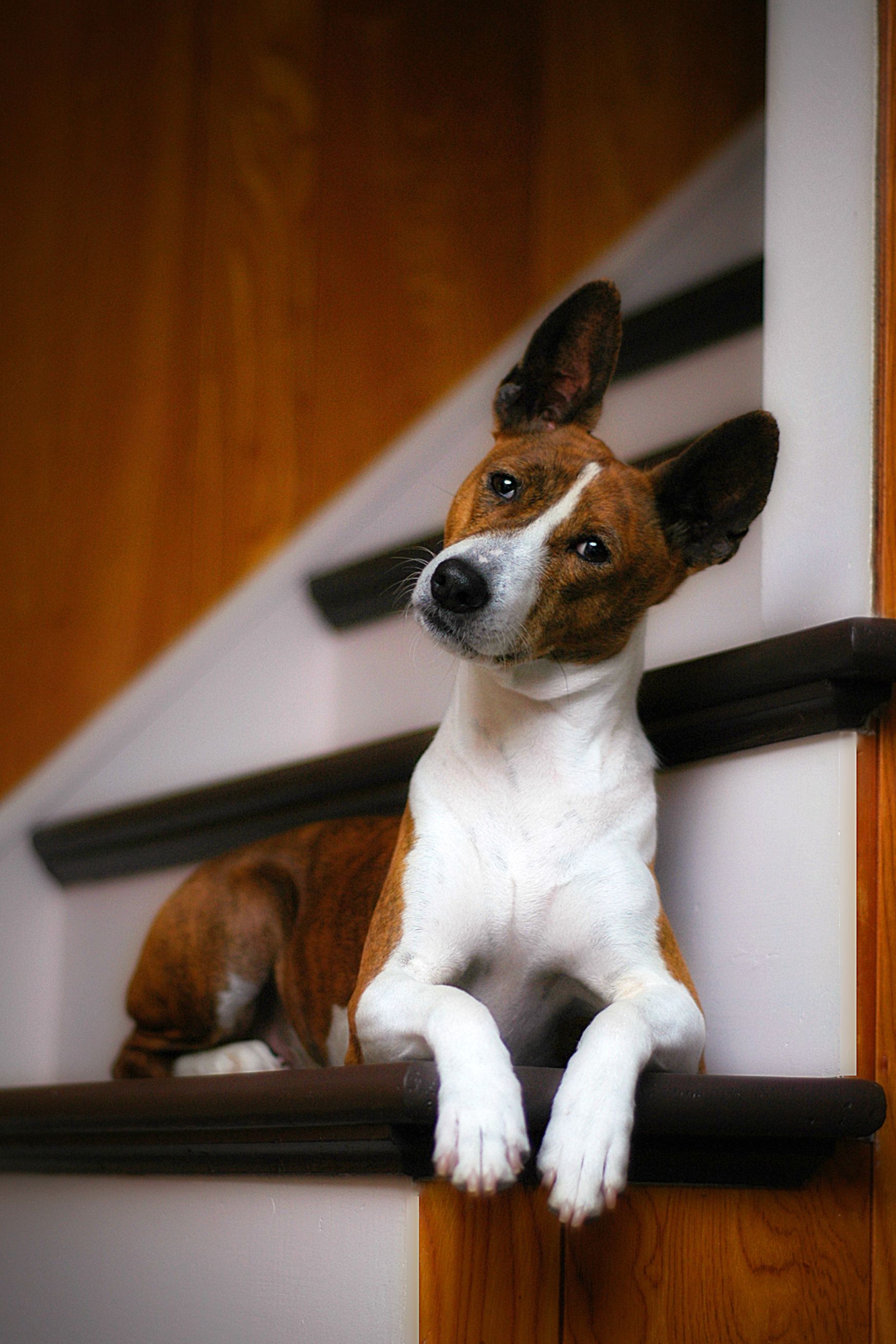 Mid sized short haired hotsell dog breeds