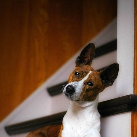 a brown and white basenji sitting on the stairs