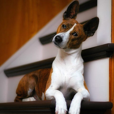 a brown and white basenji sitting on the stairs