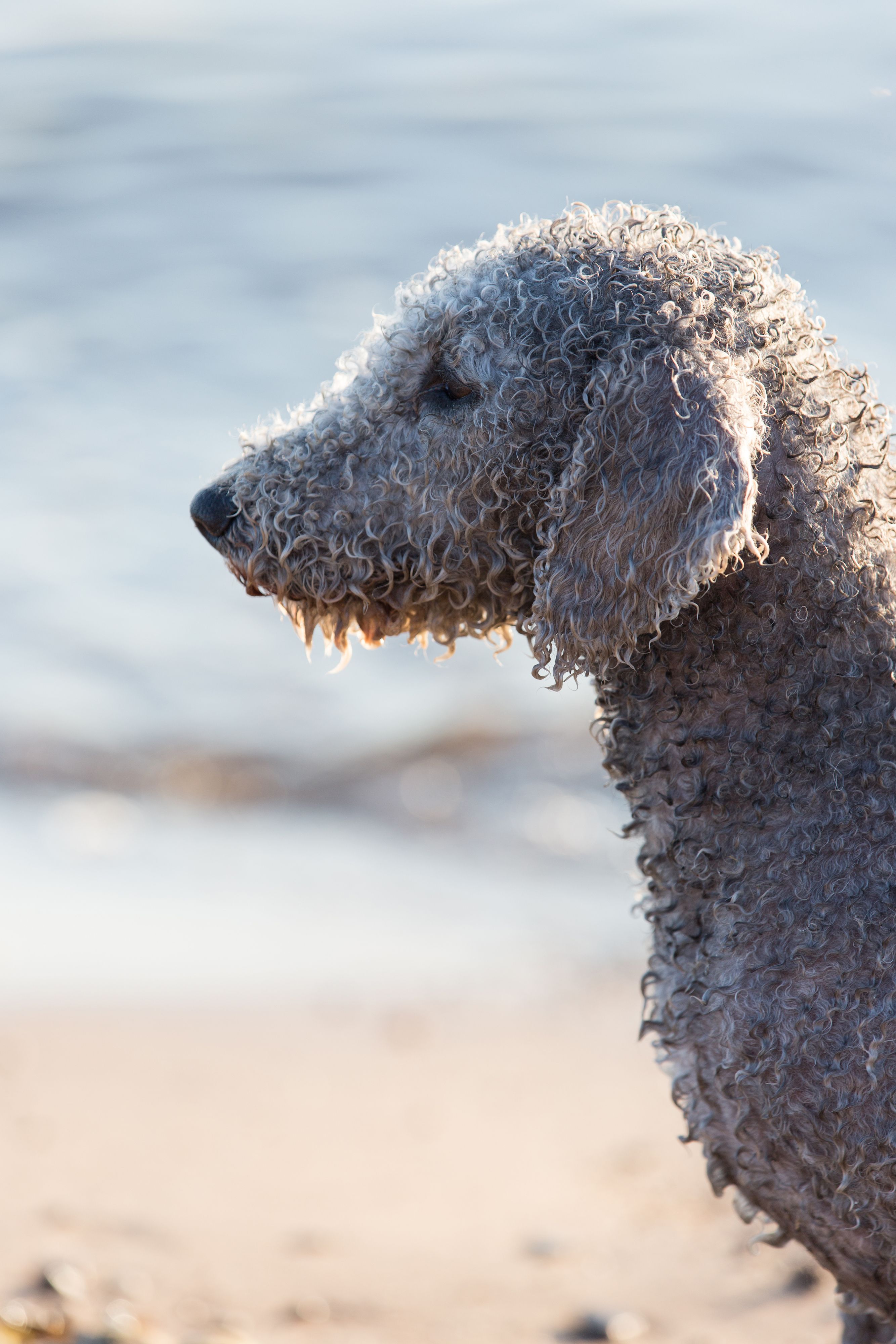 bedlington terrier hypoallergenic dogs