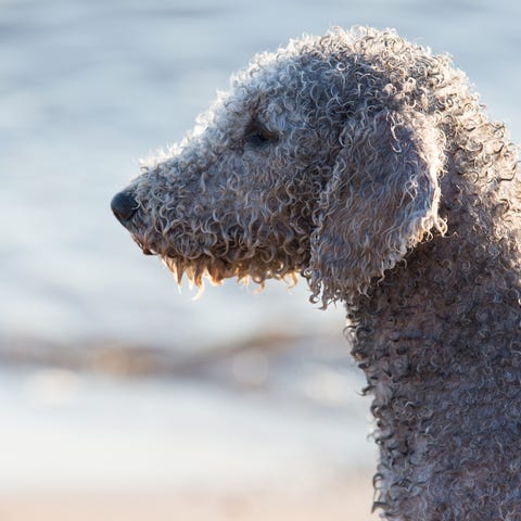 bedlington terrier