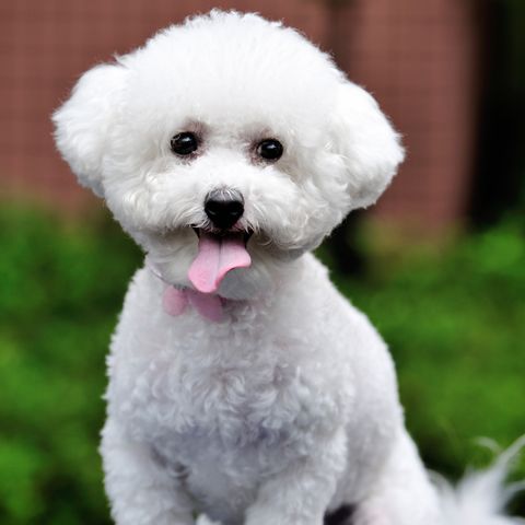 a bichon frise smiling at the camera