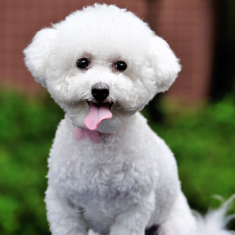 a bichon frise smiling at the camera