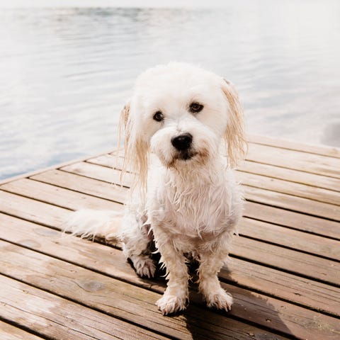 coton de tulear