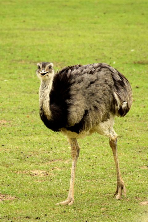 Flightless bird, Vertebrate, Bird, Ostrich, Ratite, Greater rhea, Terrestrial animal, Beak, Emu, Wildlife, 