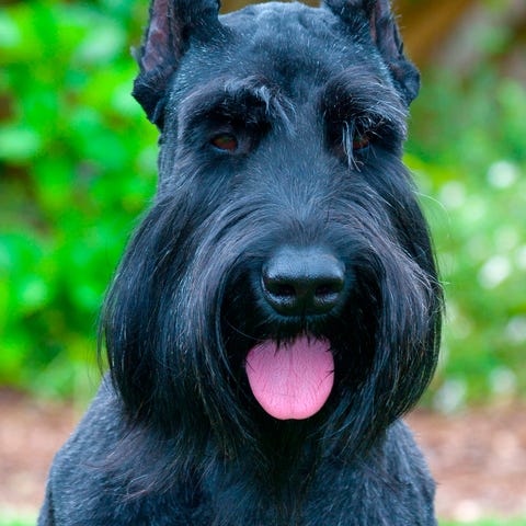 giant schnauzer