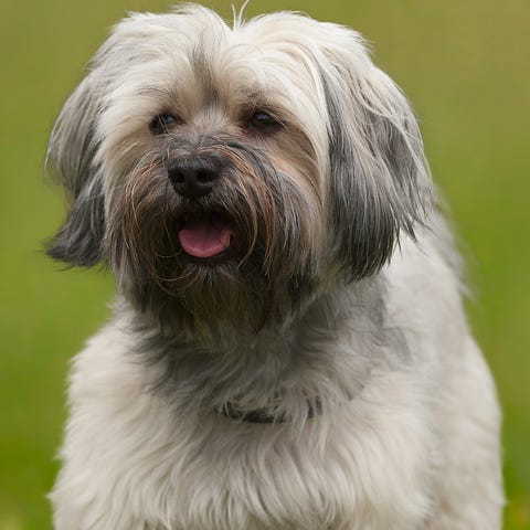 havanese