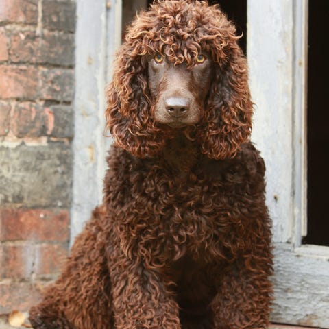 irish water spaniel