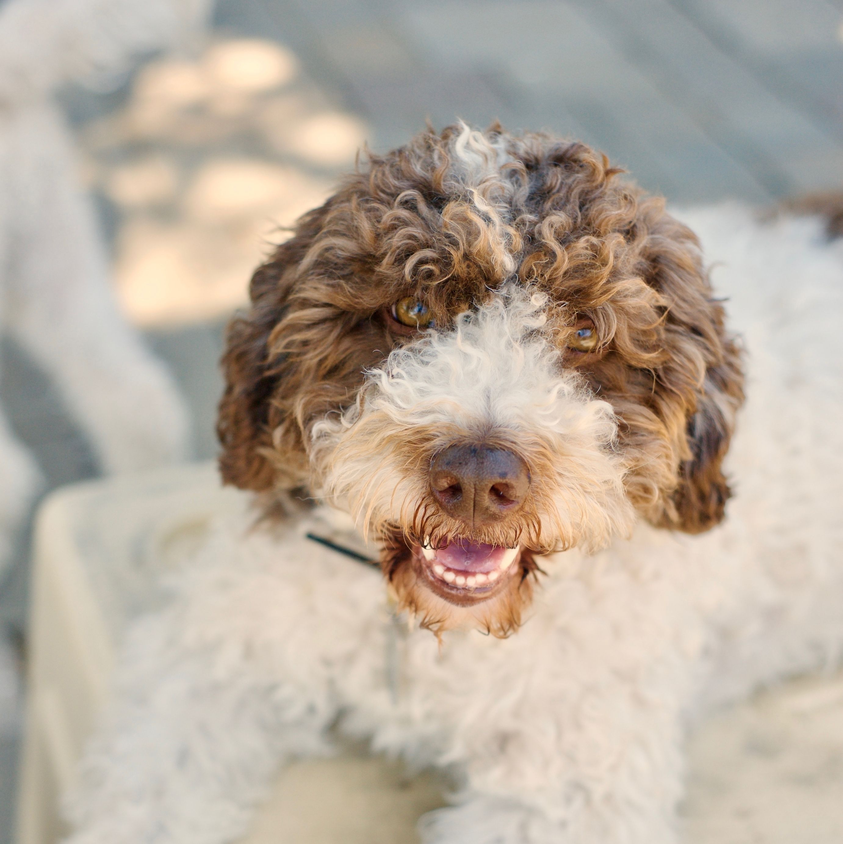 do any dogs have hair instead of fur