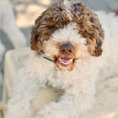 lagotto romagnolo