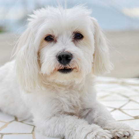 a white maltese laying down