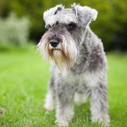 miniature schnauzer