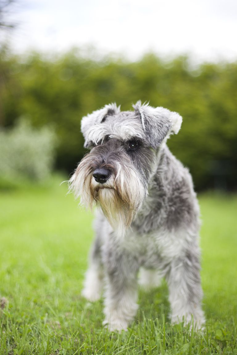 20 dogs that don't shed much - hypoallergenic dog breeds
