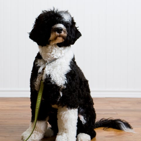 portuguese water dog