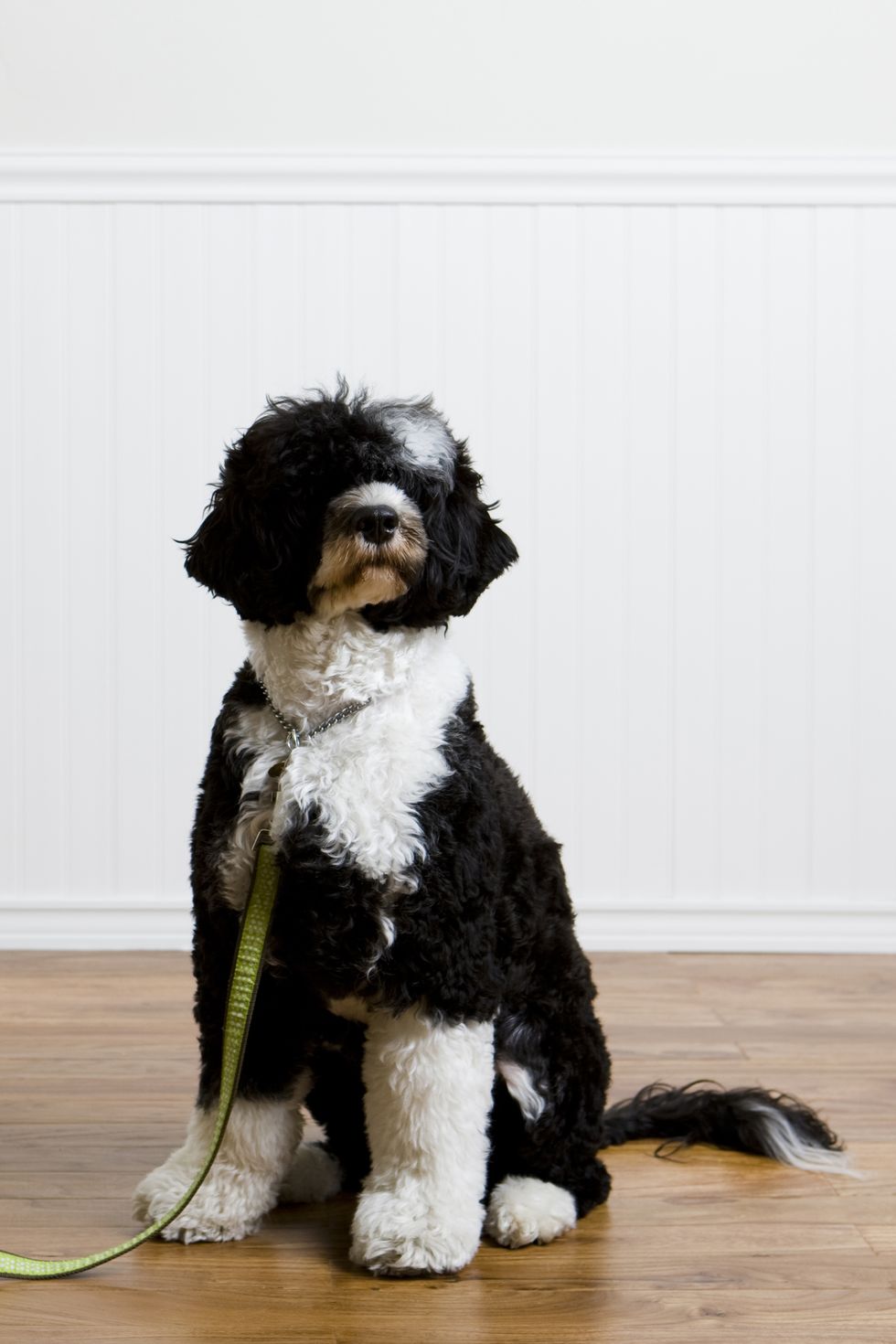 portuguese water dog