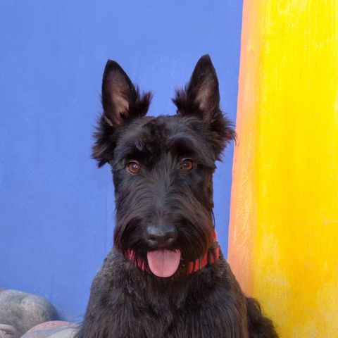a happy black scottish terrier with its tongue out