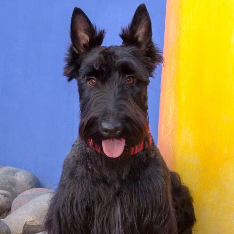 a happy black scottish terrier with its tongue out