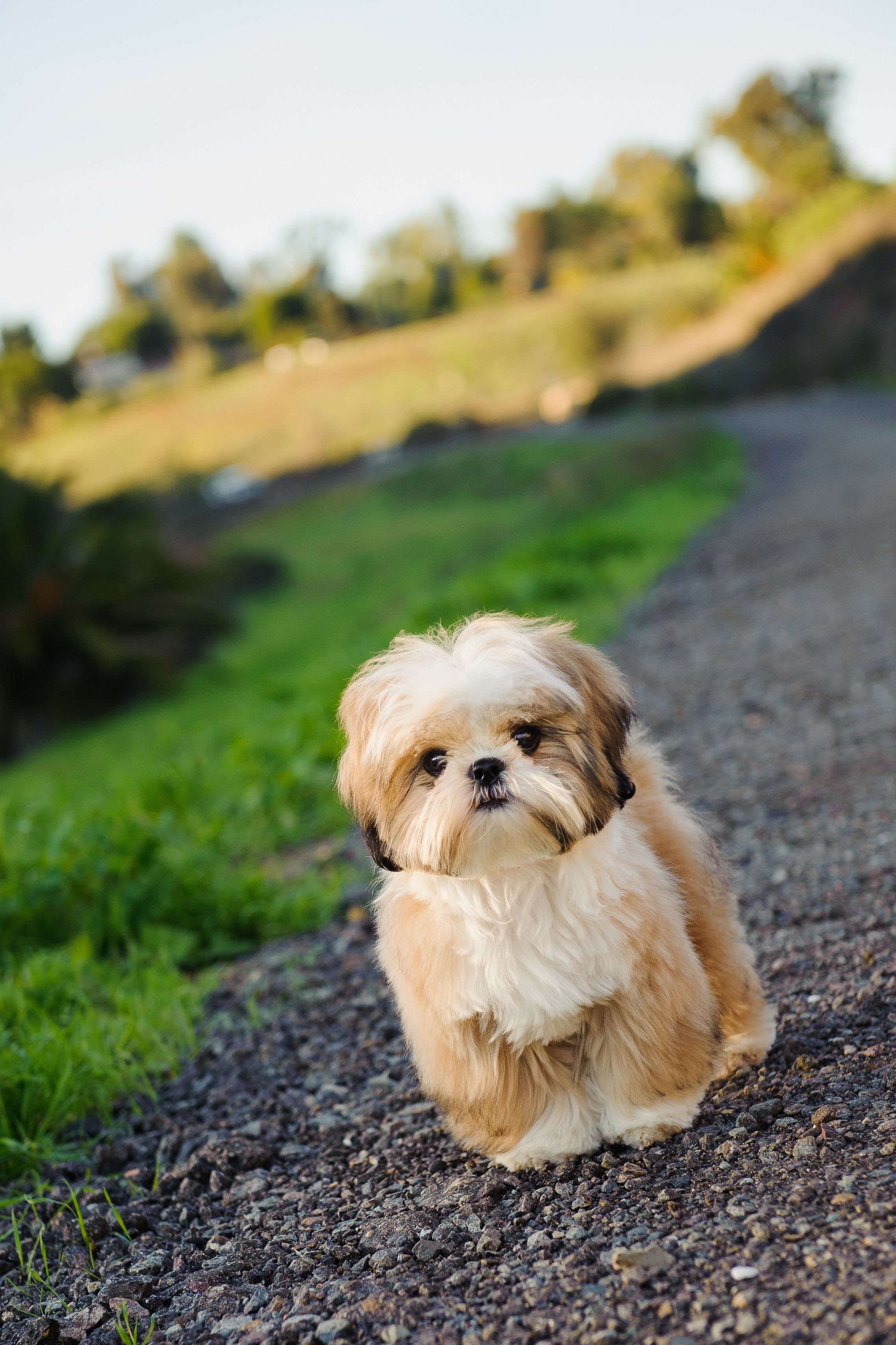 Small breed hypoallergenic store dogs