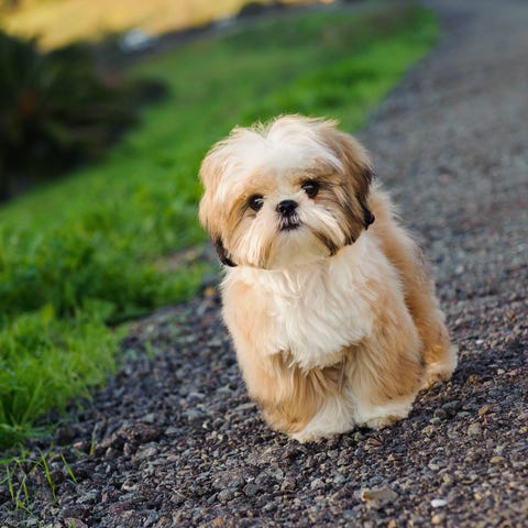 shih tzu