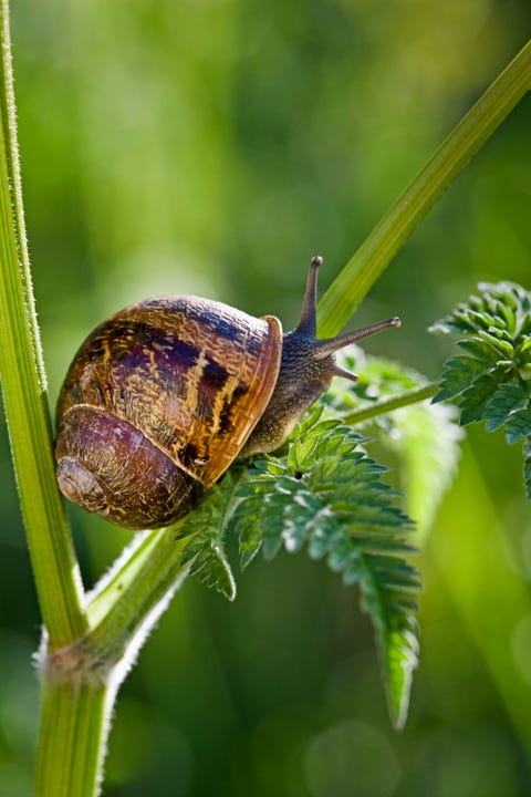 snail