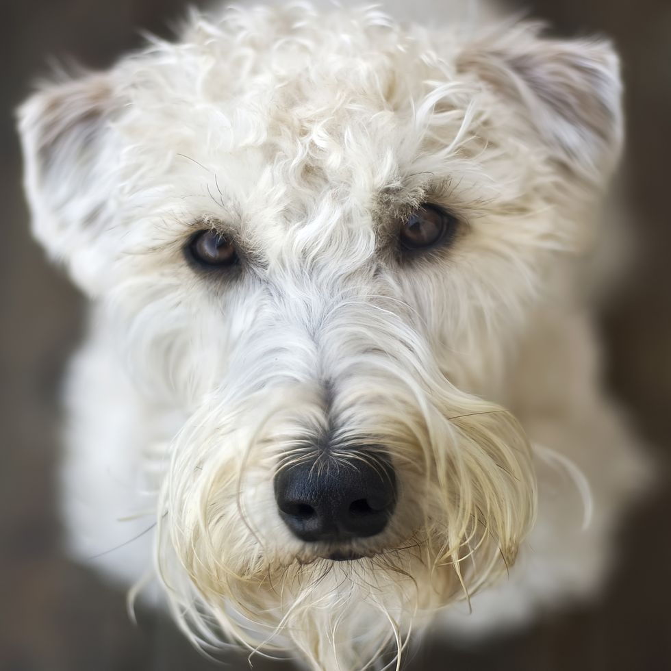 soft coated wheaten terrier