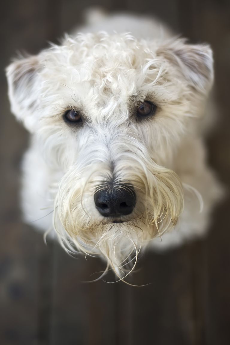 20 dogs that don't shed much - hypoallergenic dog breeds