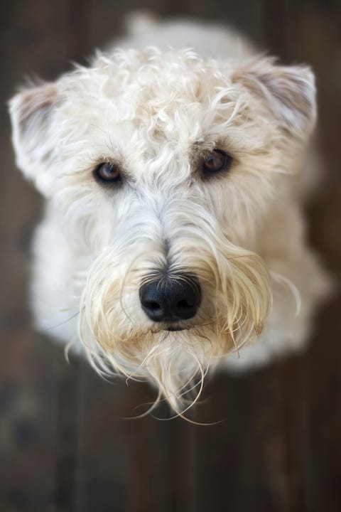 soft coated wheaten terrier