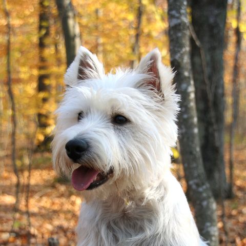 a white west highland white terrier sitting on the ground with fallen leaves