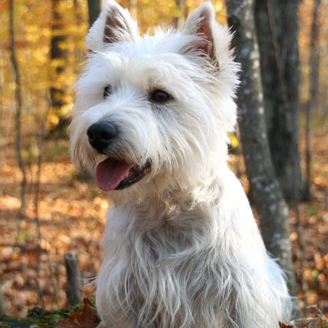 a white west highland white terrier sitting on the ground with fallen leaves