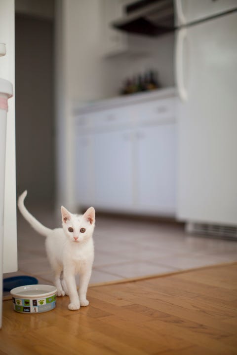 white cat