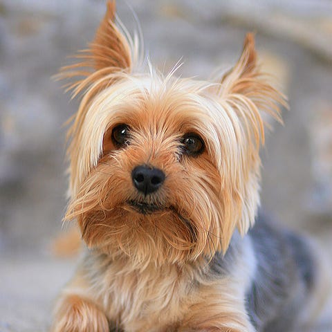 yorkshire terrier