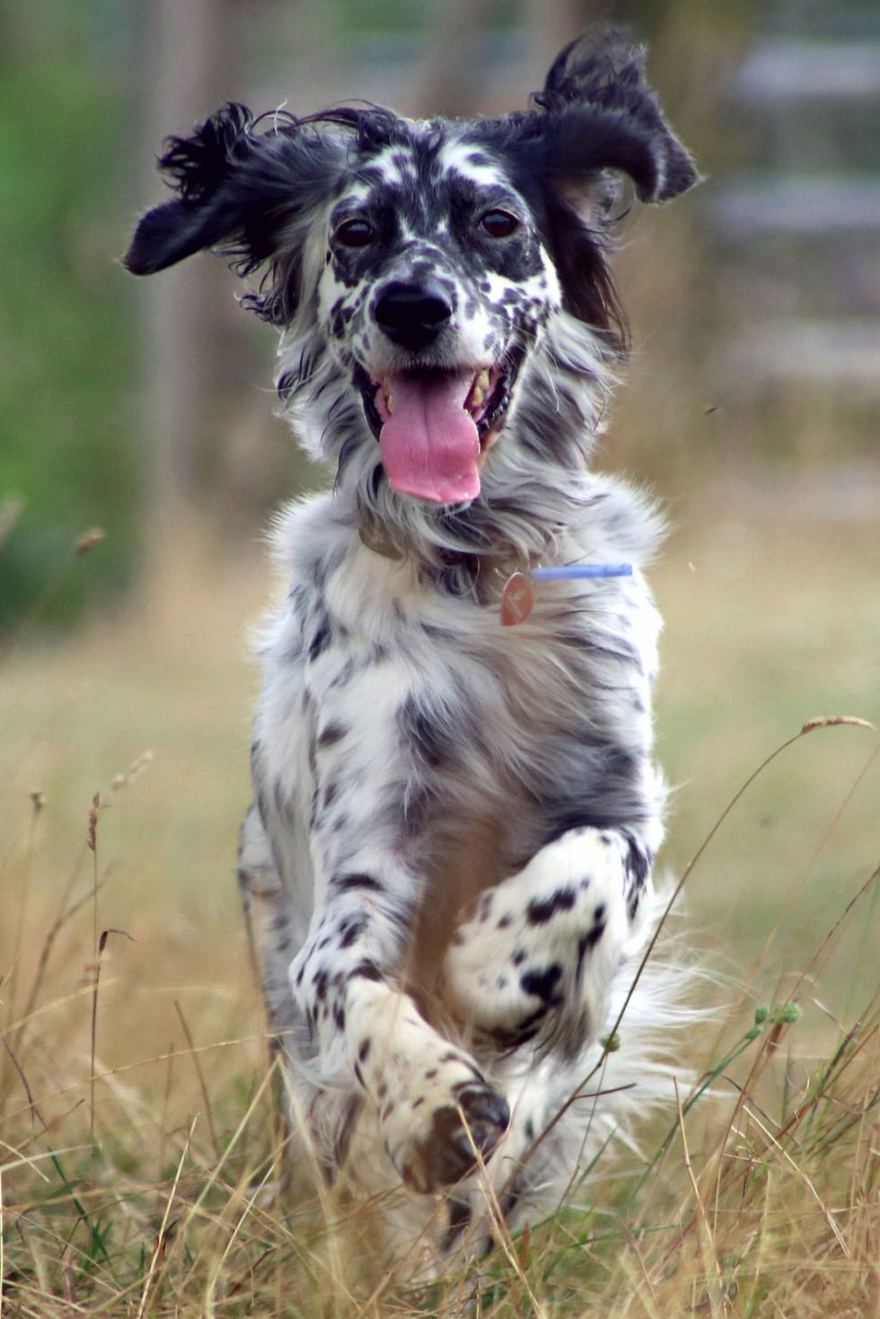 english setter