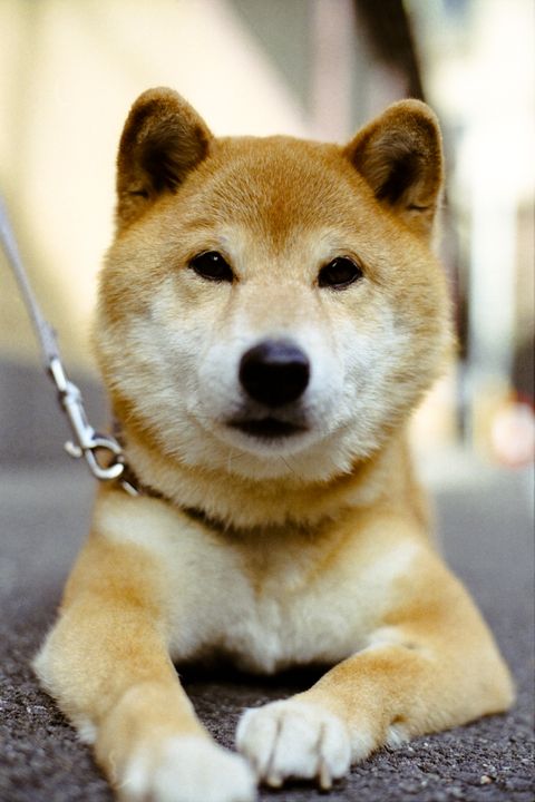 a golden brown shiba inu laying down on pavement