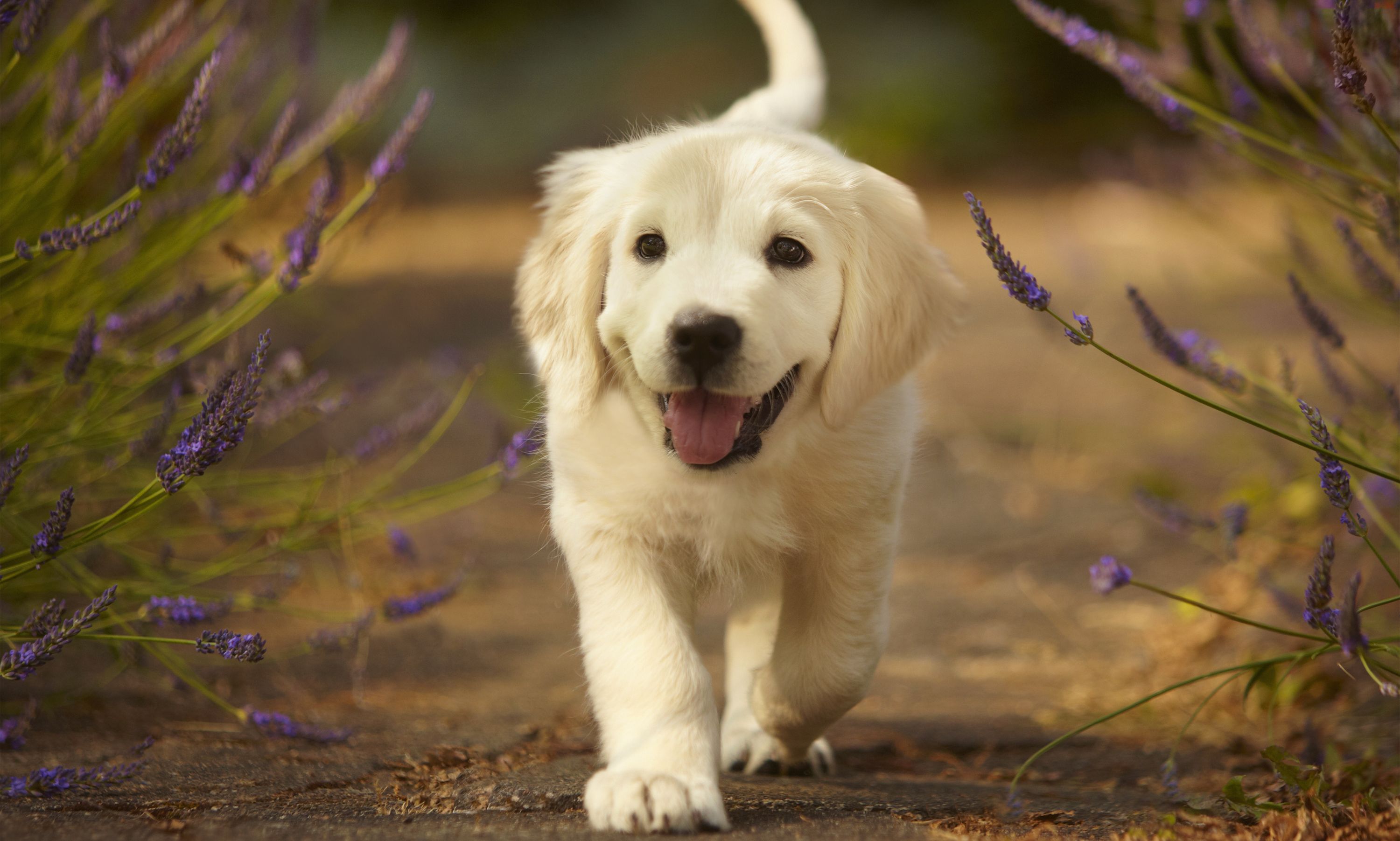 25 Cutest Dog Breeds - Most Adorable Dogs