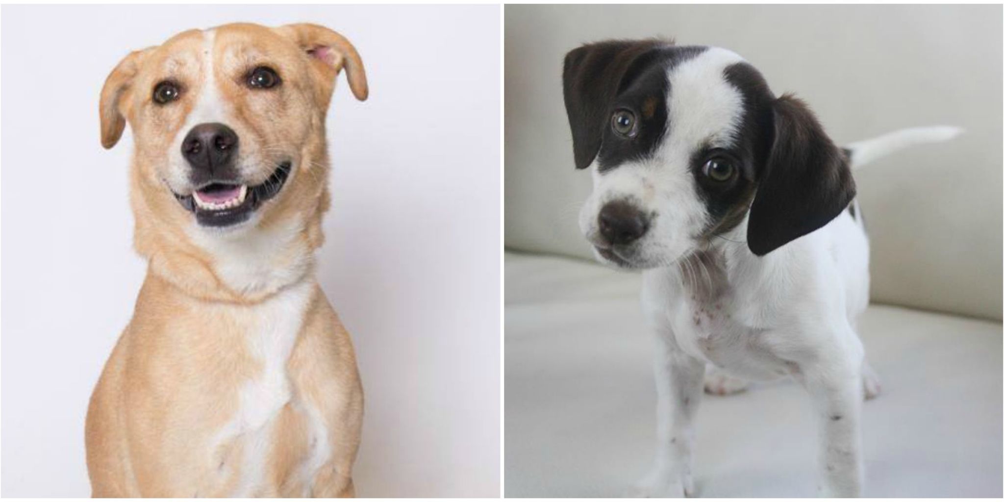 mixed breed puppies for adoption near me