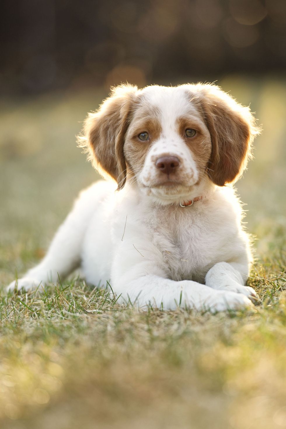 brittany spaniel