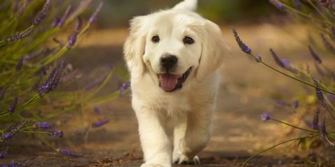Droll Cute Adorable Dog Breeds Pictures Of Puppies