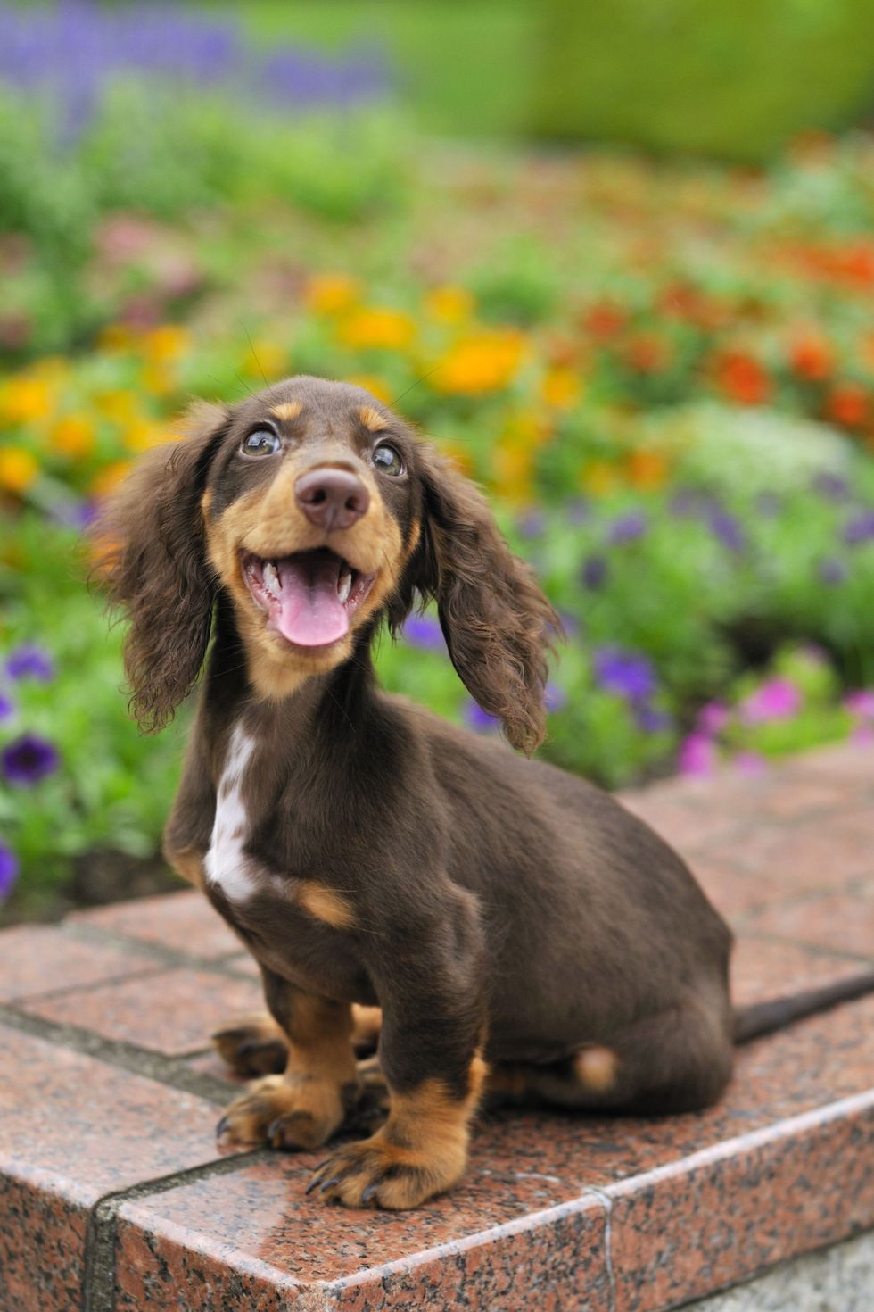 a close up of a happy brown dachshund