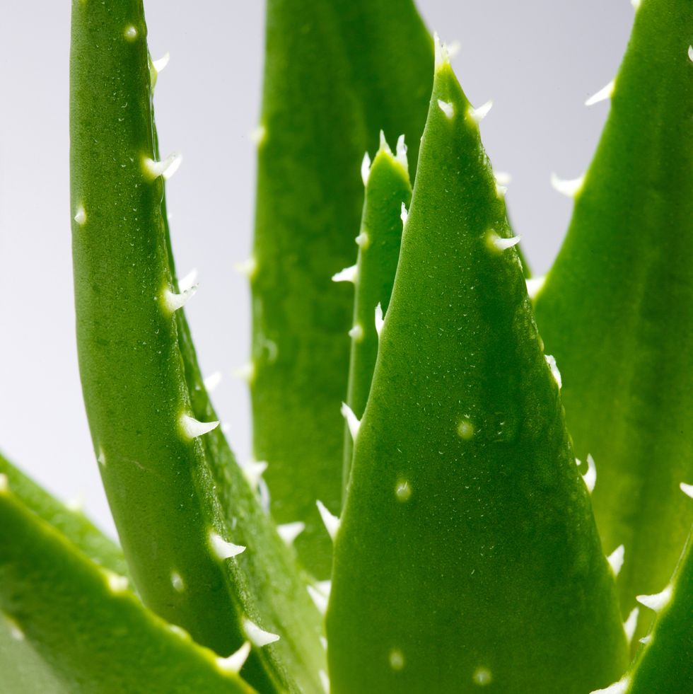 aloe vera plant, an ingredient in one of good housekeeping's best homemade face scrubs