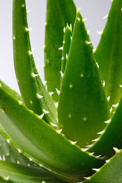 aloe vera plant, an ingredient in one of good housekeeping's best homemade face scrubs