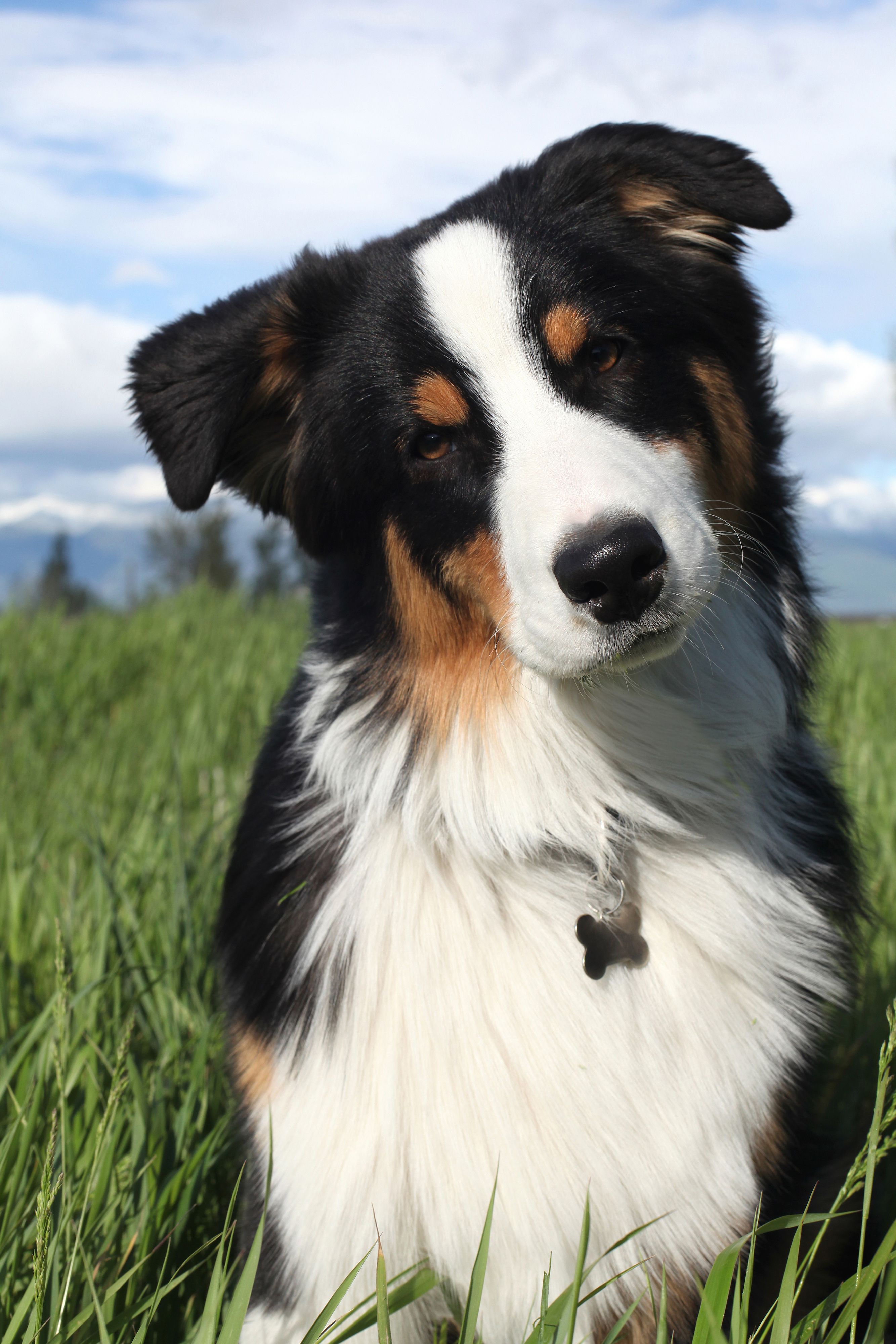 Las 43 razas de perro m s bonitas adorables y suaves para adoptar