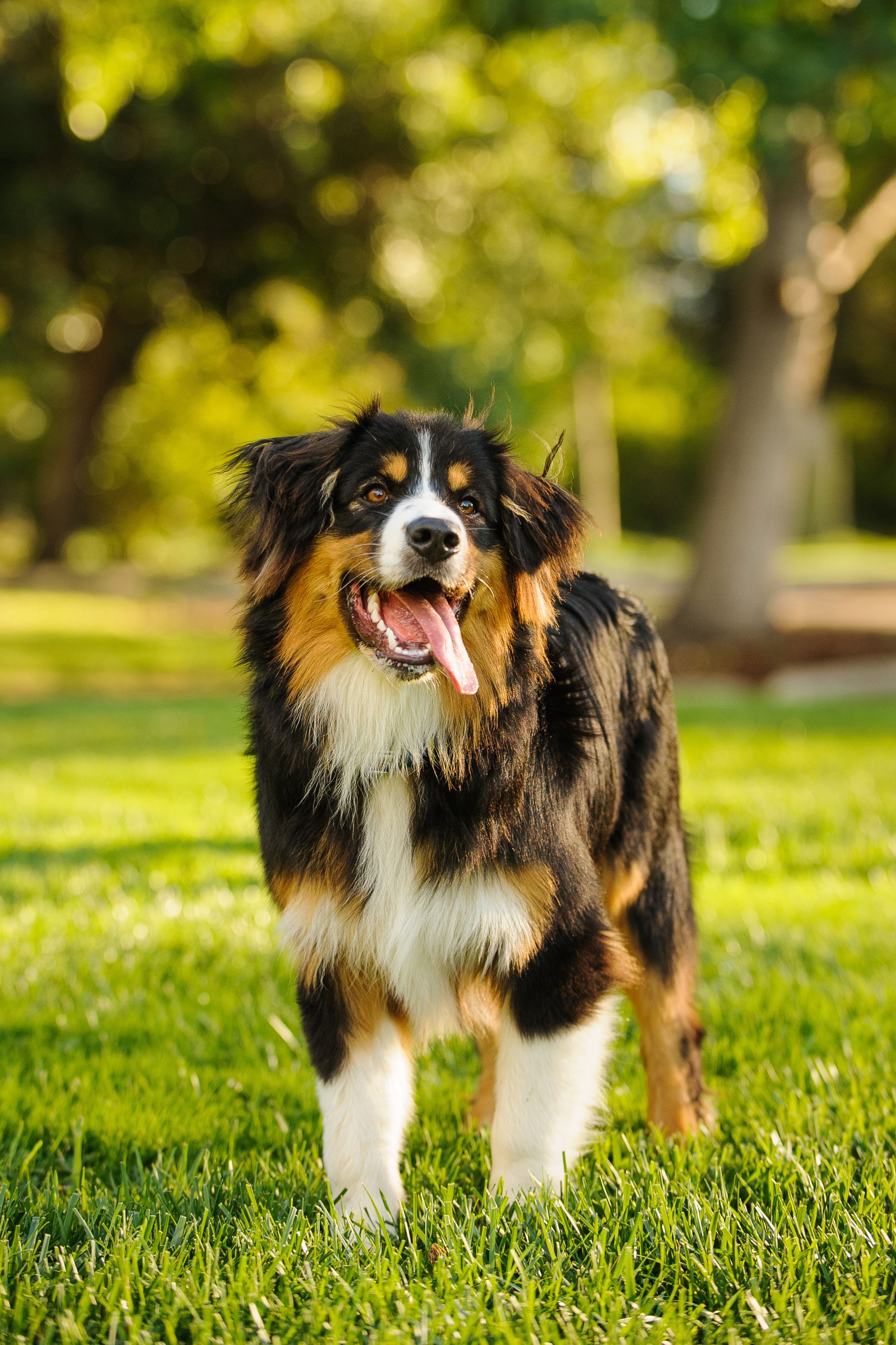 Large on sale dog breeds