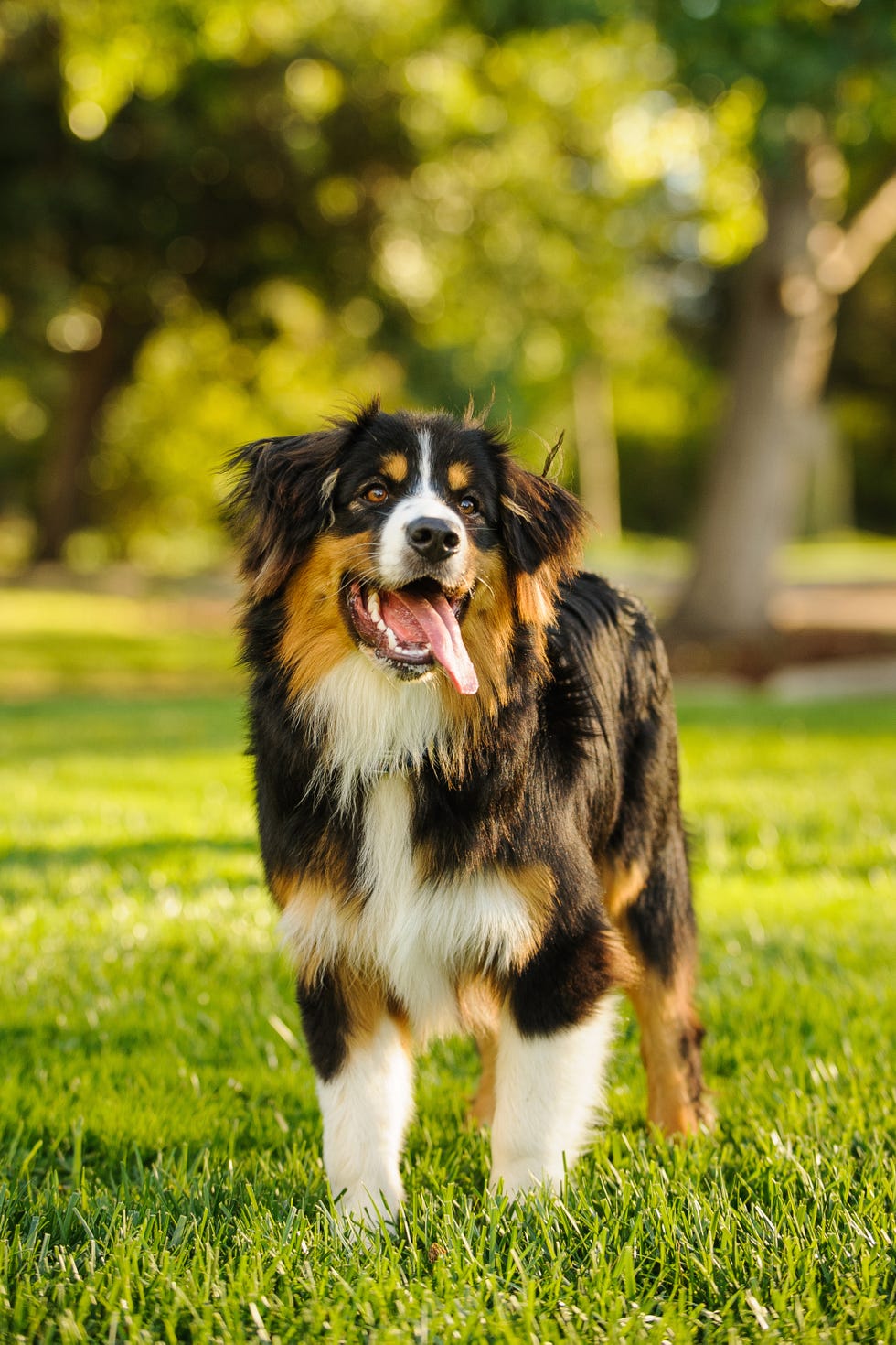 cual es la raza de perro mas hermosa