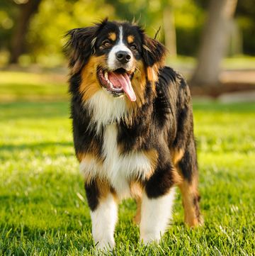 bernese mountain dog