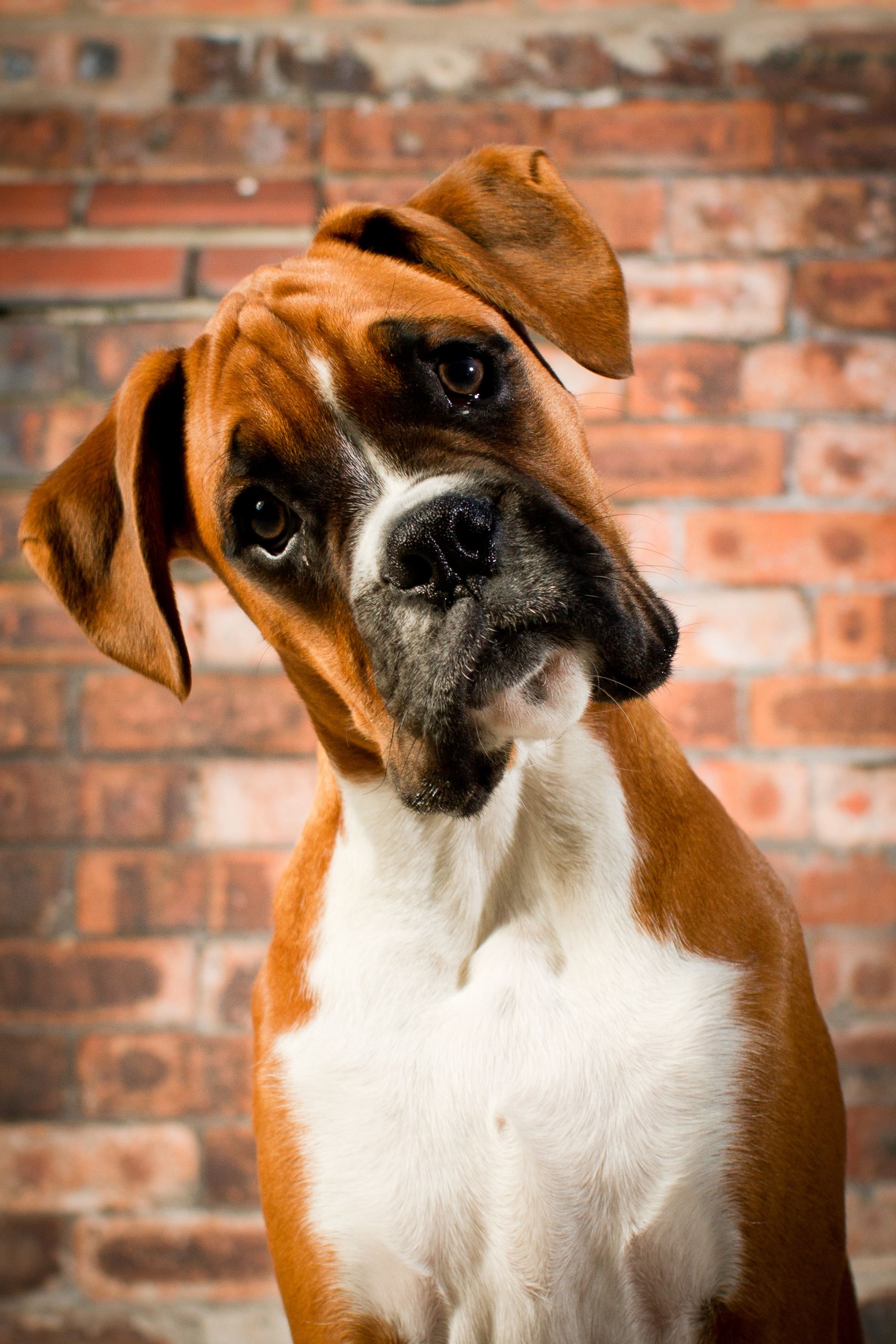 do boxer dogs shed